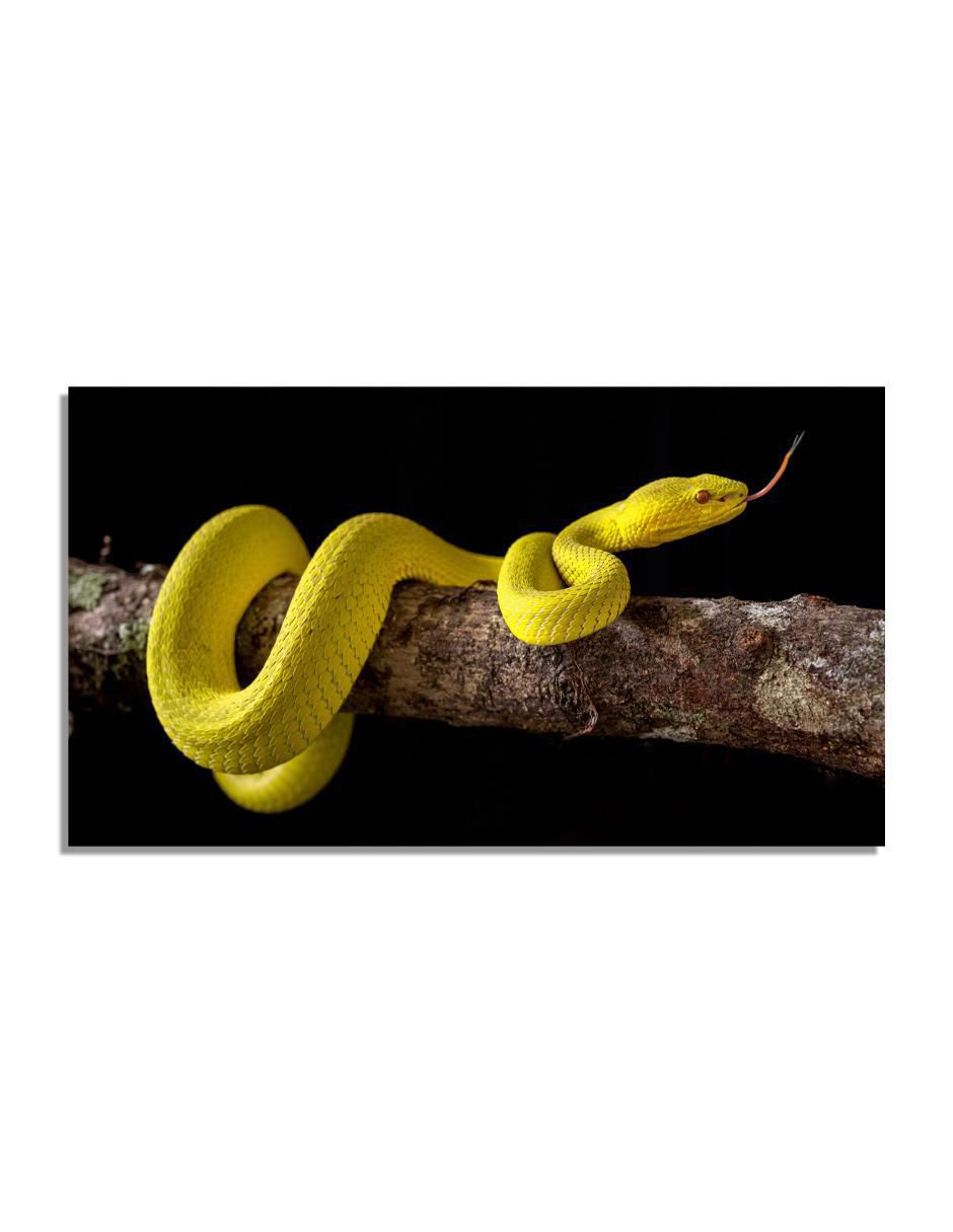 Litografía Exóticos técnica acrílico