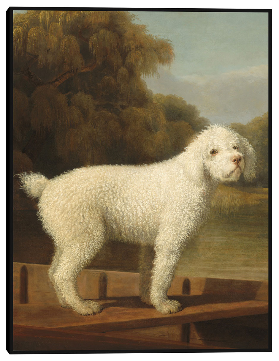Cuadro decorativo Caniche blanco en una batea, c. 1780 técnica mixta Animales Domésticos