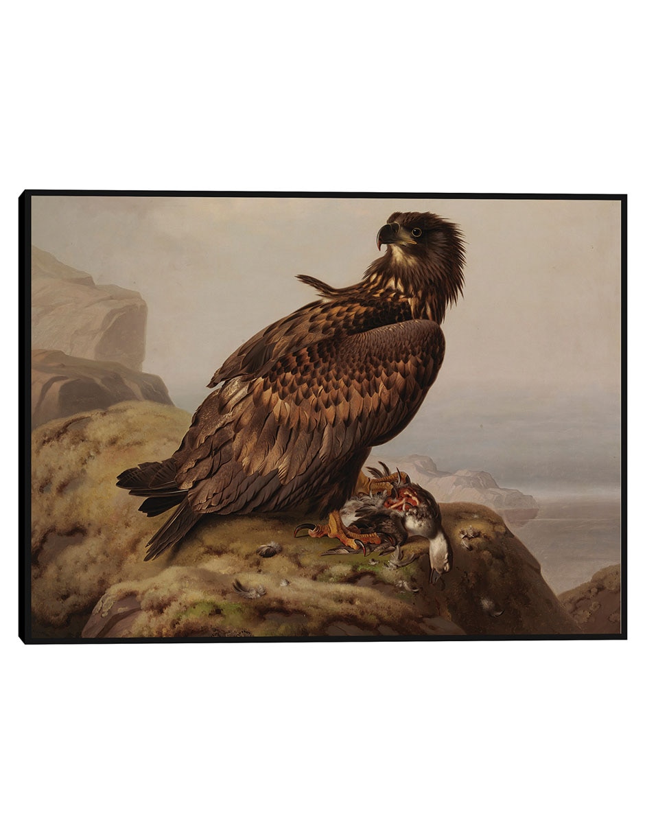 Cuadro decorativo Estudio Para Libro Del Cielo Simulado Por Flamencos Blancos, Que Oculta La Coloración En El Reino Animal (Ca. 1905-1909) técnica mixta Vida Silvestre