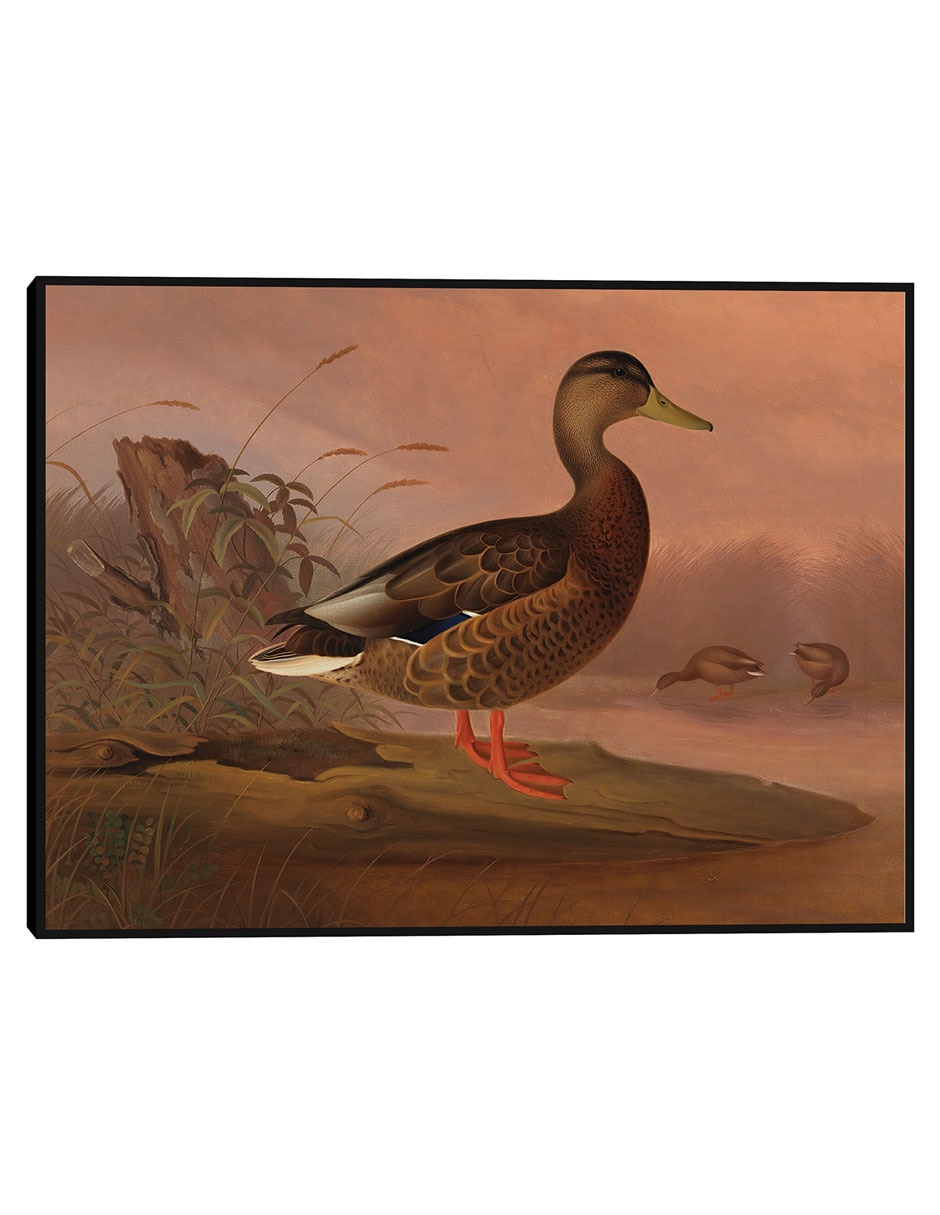 Cuadro decorativo Flamencos Rojos, Estudio Para El Libro Ocultar La Coloración En El Reino Animal (Ca. 1905-1909) técnica mixta Animales Domésticos