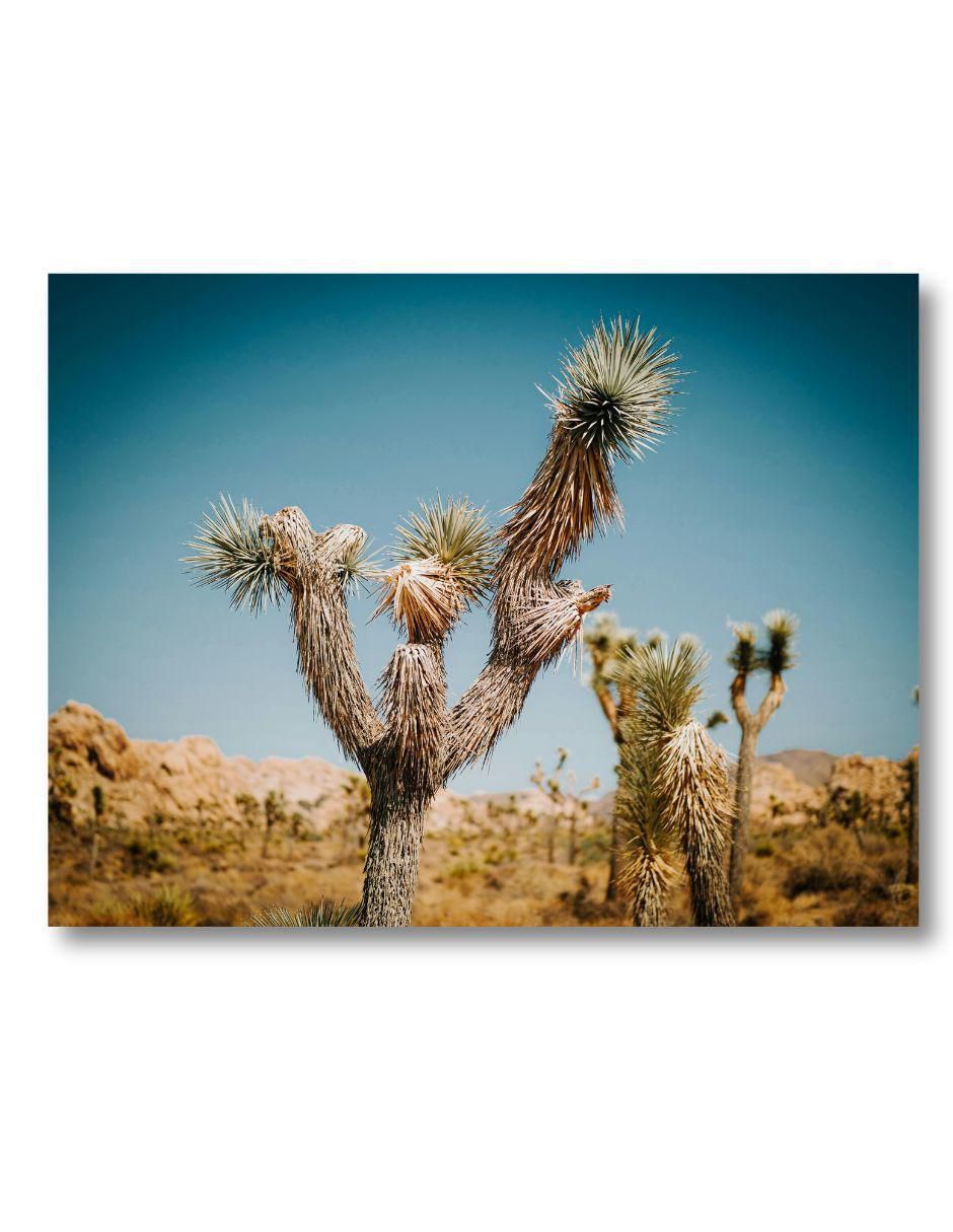 Cuadro decorativo Planta Palma Desértica