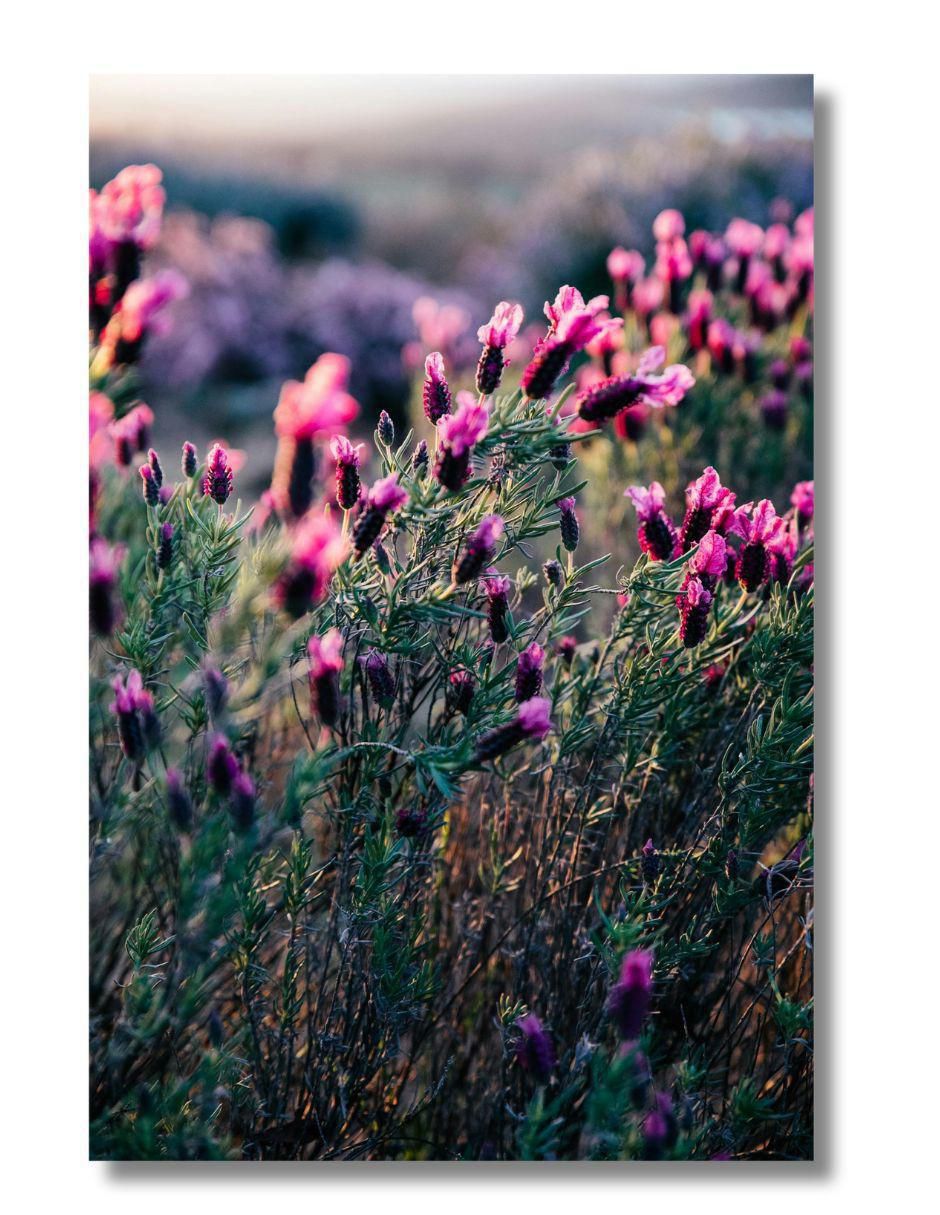 Cuadro decorativo Planta Lavanda Velvet Cuadro decorativo Planta Lavanda Velvet