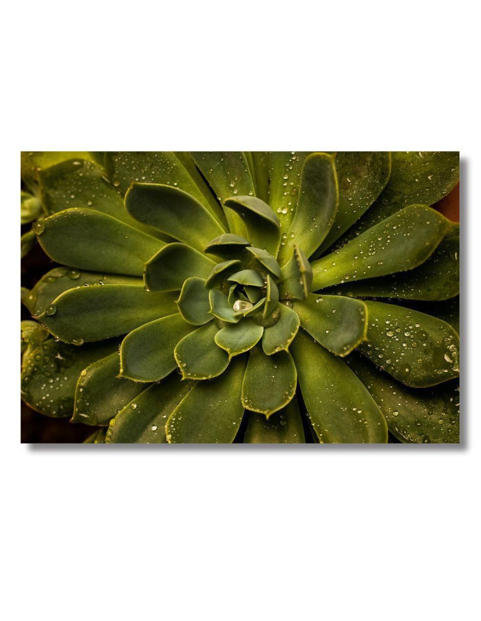 Cuadro decorativo Planta Suculenta Cuadro decorativo Planta Suculenta