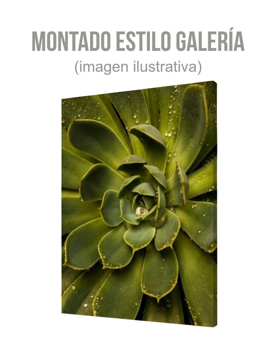 Cuadro decorativo Planta Suculenta 3