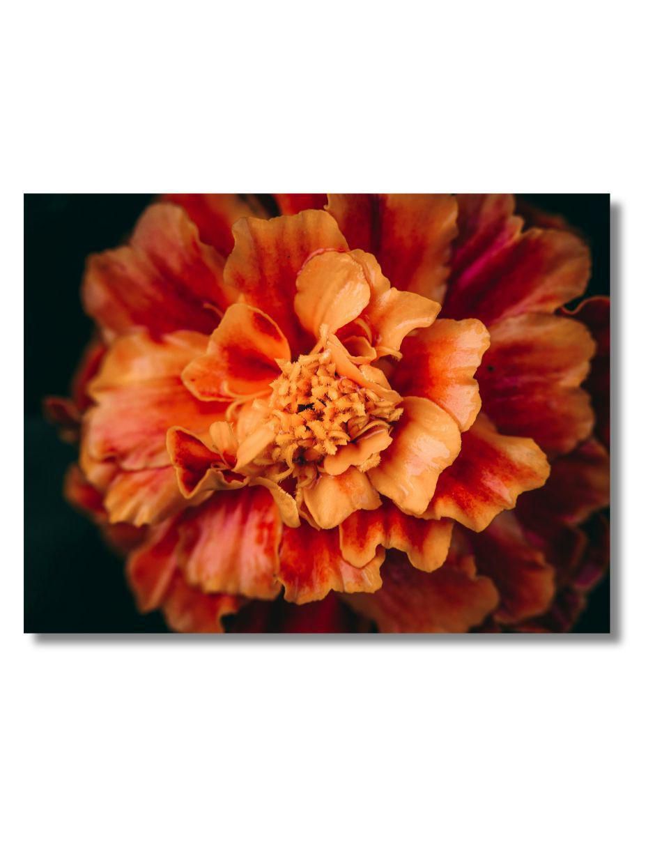 Cuadro decorativo Planta clavel de indias