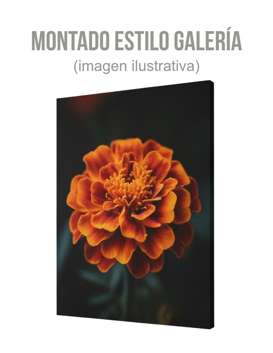 Cuadro decorativo Planta clavel de indias 3