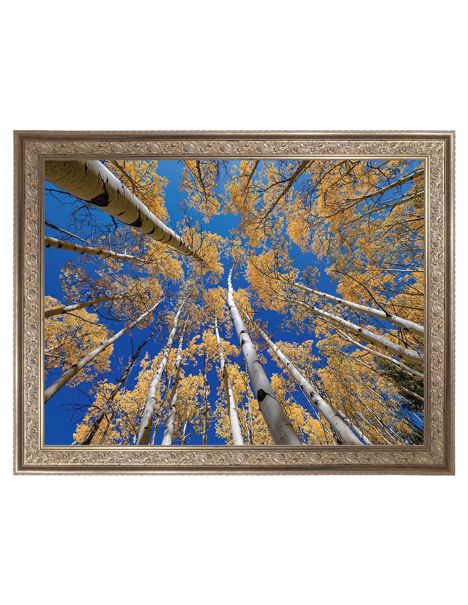 Cuadro decorativo Bosque blanco de álamos de Andy Crawford técnica mixta