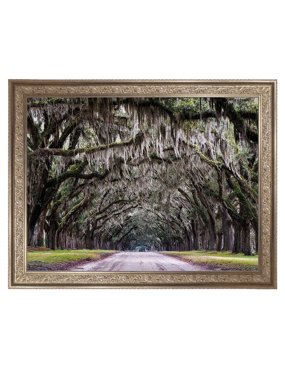 Cuadro decorativo Callejón Wormsloe de Andy Crawford técnica mixta Cuadro decorativo Callejón Wormsloe de Andy Crawford técnica mixta