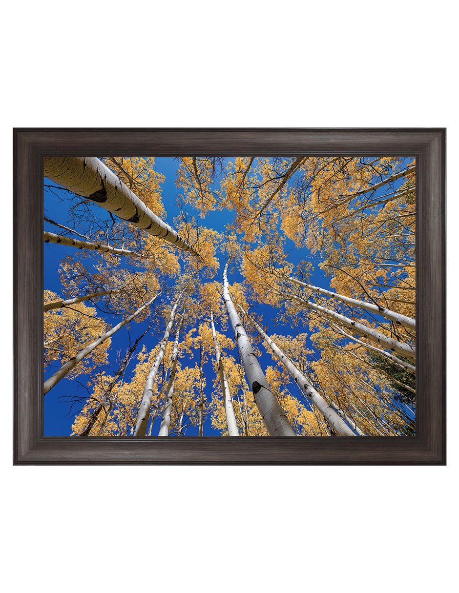 Cuadro decorativo Bosque blanco de álamos de Andy Crawford técnica mixta