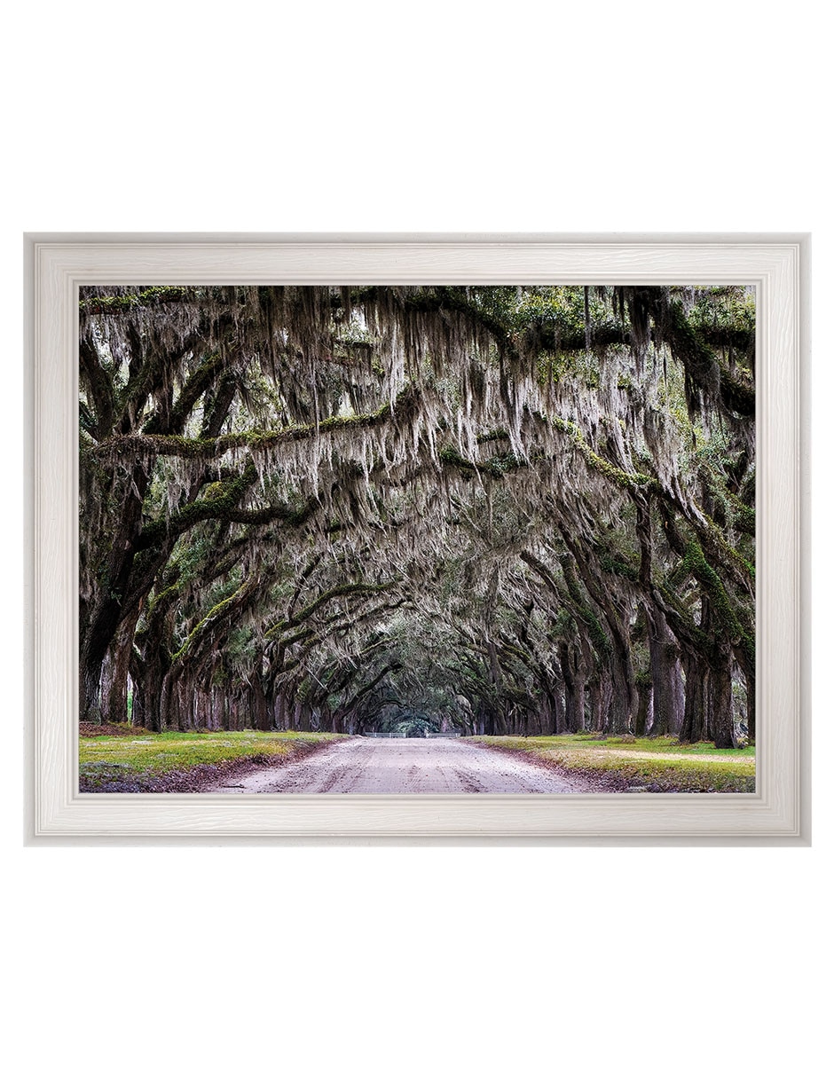 Cuadro decorativo Callejón Wormsloe de Andy Crawford técnica mixta Cuadro decorativo Callejón Wormsloe de Andy Crawford técnica mixta
