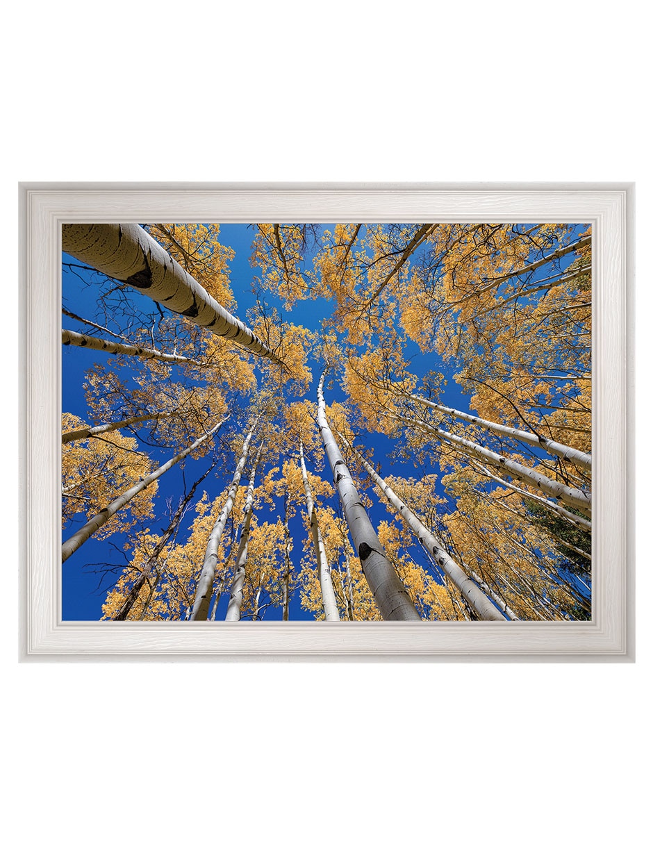 Cuadro decorativo Bosque blanco de álamos de Andy Crawford técnica mixta