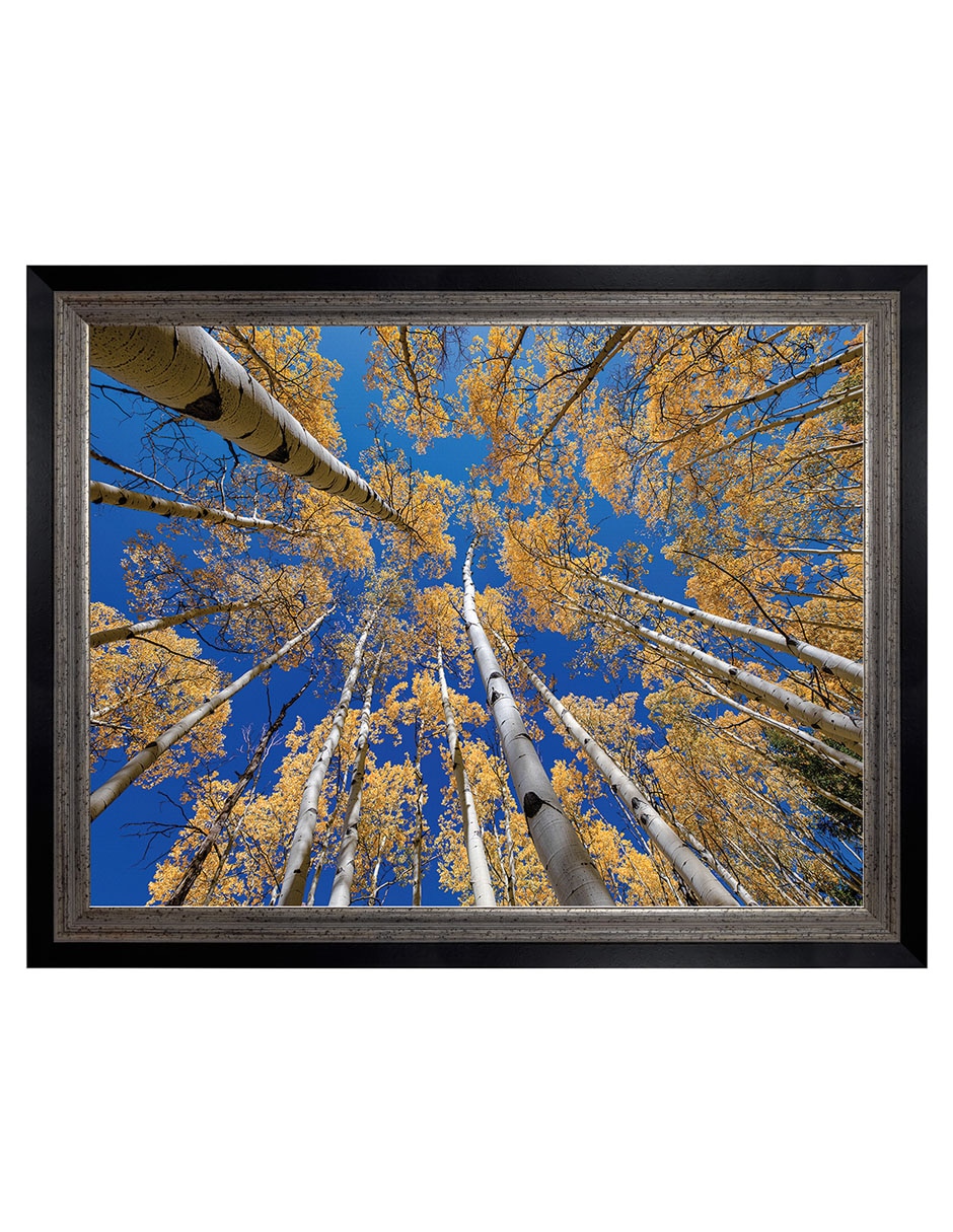 Cuadro decorativo Bosque blanco de álamos de Andy Crawford técnica mixta Cuadro decorativo Bosque blanco de álamos de Andy Crawford técnica mixta