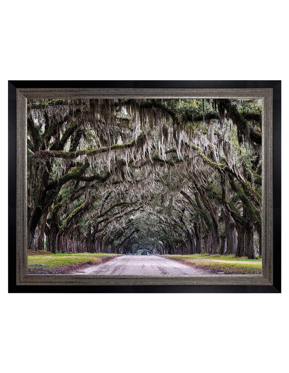 Cuadro decorativo Callejón Wormsloe de Andy Crawford técnica mixta