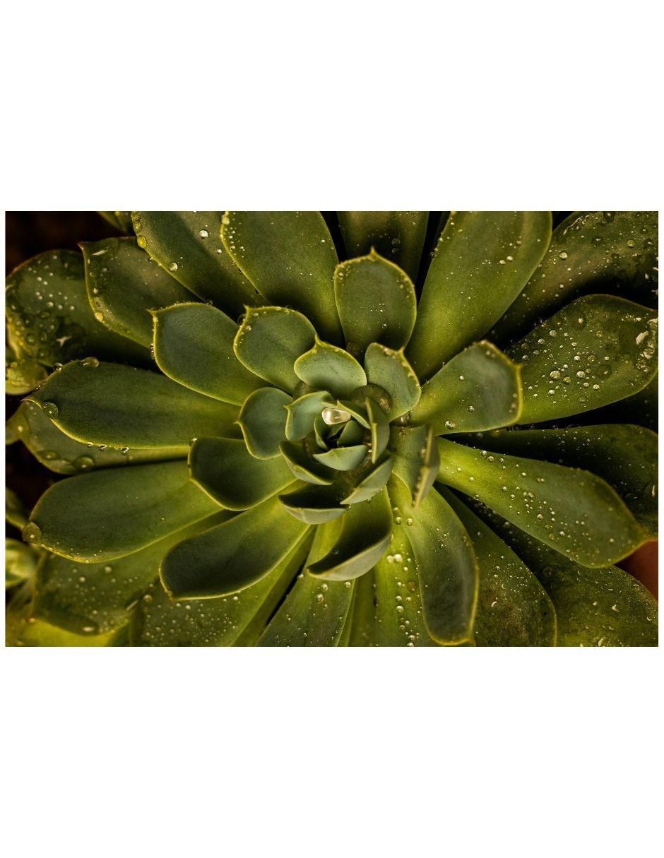 Cuadro decorativo Planta Suculenta