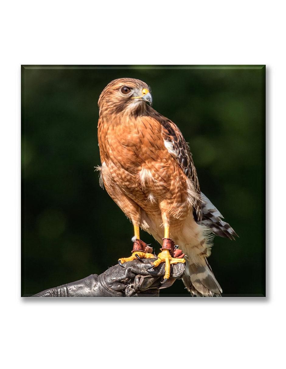 Cuadro decorativo Águila en pose Cuadro decorativo Águila en pose