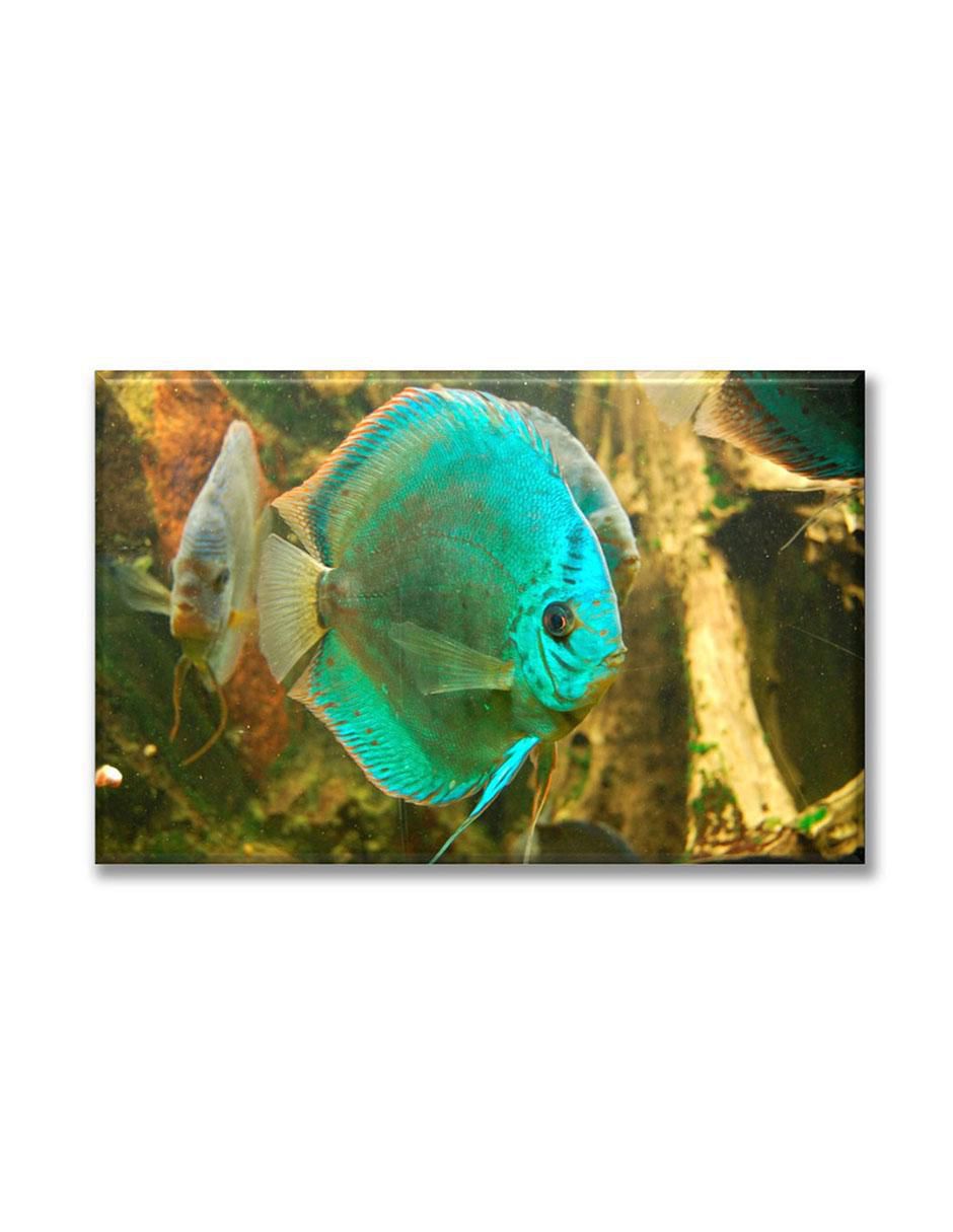 Cuadro decorativo Pez exótico Cuadro decorativo Pez exótico